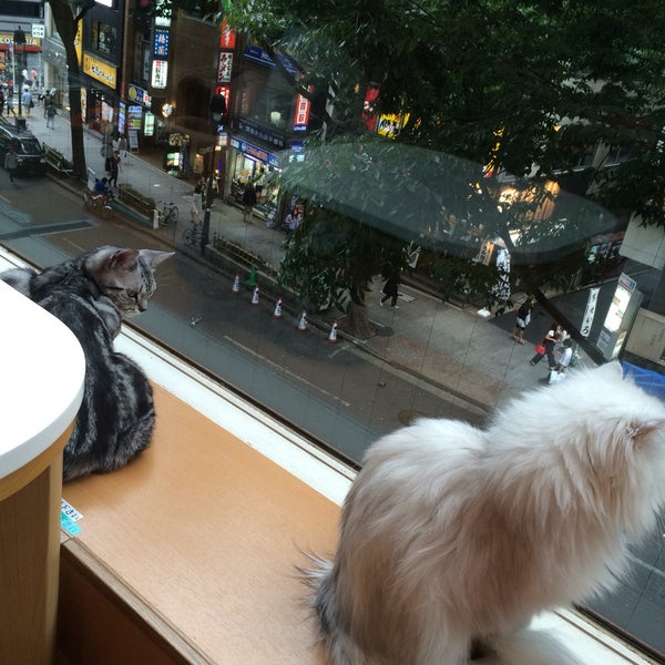 ハピ猫 Hapi Neko Now Closed Pet Cafe In 道玄坂