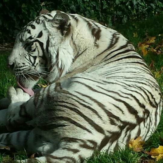 Foto scattata a Hertfordshire Zoo da Robi C. il 10/26/2015