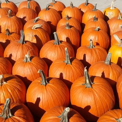 Lots of great pumpkins of all sizes!  Prices range from $1-$15 with the average price of about $6.