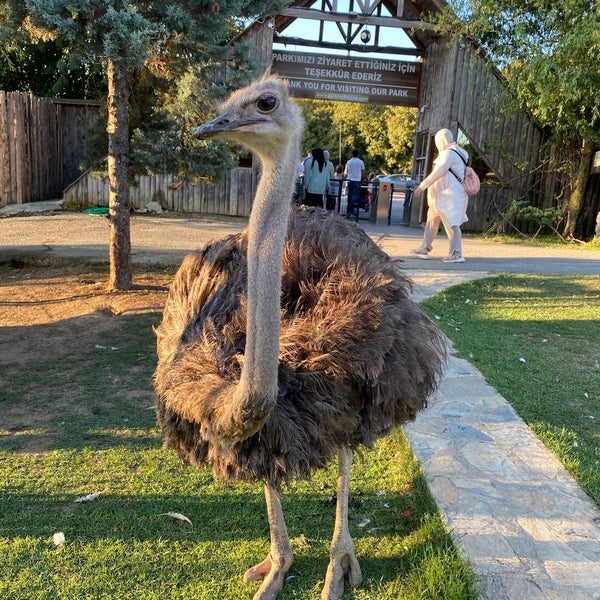 Foto tirada no(a) Polonezköy Hayvanat Bahçesi ve Doğal Yaşam Parkı por Gülistan K. em 8/20/2022