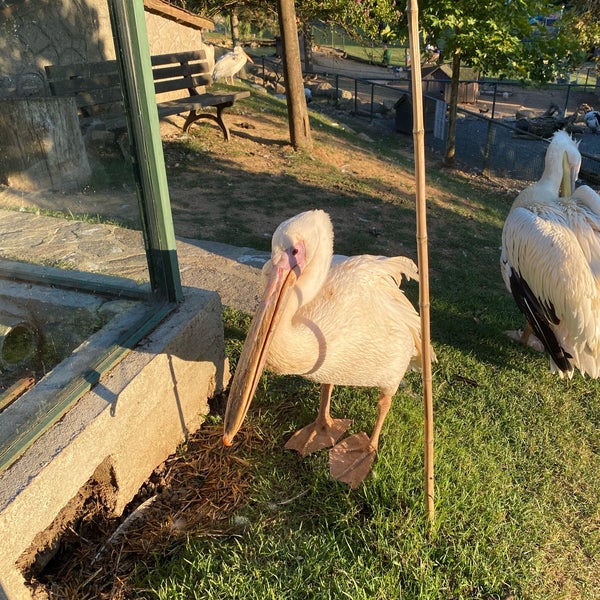Foto tirada no(a) Polonezköy Hayvanat Bahçesi ve Doğal Yaşam Parkı por Gülistan K. em 8/20/2022