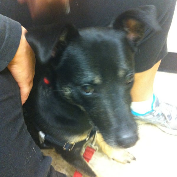 Photos at PetSmart Raleigh, NC