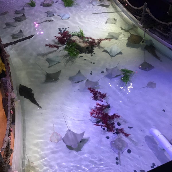 2/3/2018 tarihinde Charlie S.ziyaretçi tarafından SEA LIFE Minnesota Aquarium'de çekilen fotoğraf