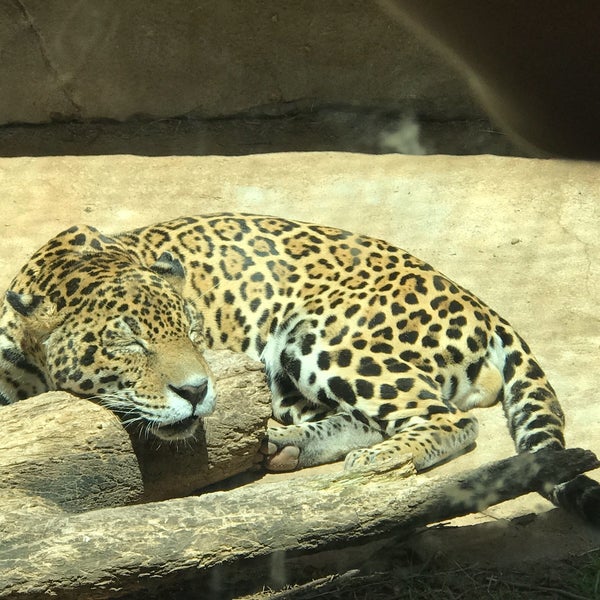 Photo taken at Cameron Park Zoo by Katie E. on 4/22/2018