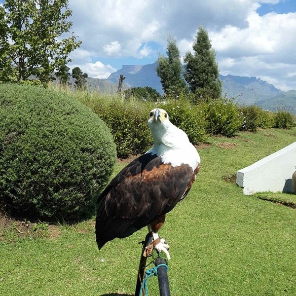 Photos At Falcon Ridge Birds Of Pray Centre Kwa Zulu Natal