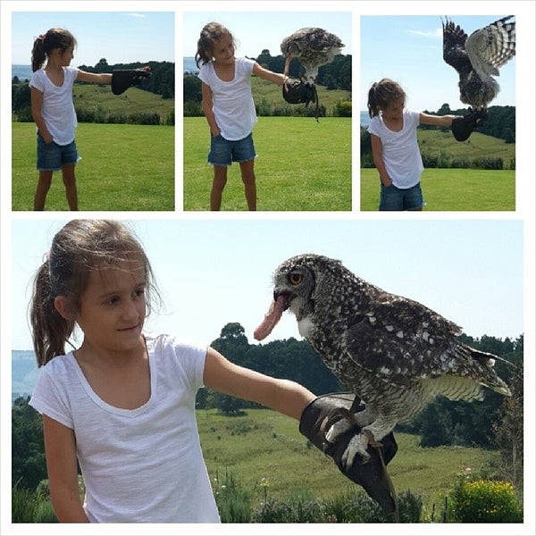 Photos At Falcon Ridge Birds Of Pray Centre Kwa Zulu Natal