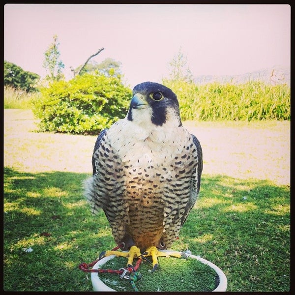 Photos At Falcon Ridge Birds Of Pray Centre Kwa Zulu Natal