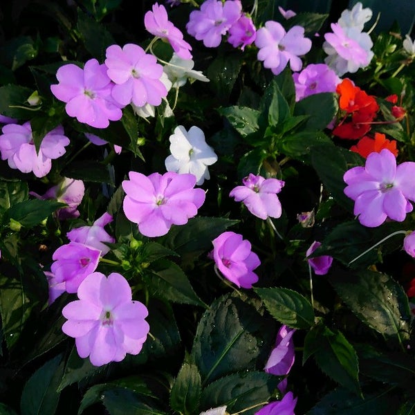 ケーヨーデイツー 小金井店 小金井 小金井市 東京都