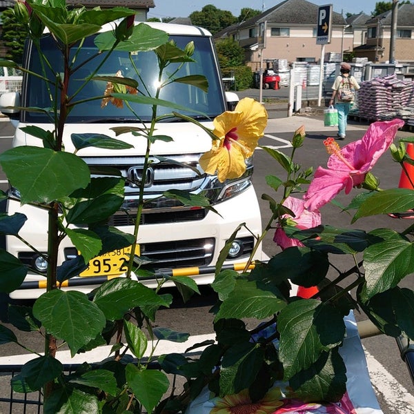 ケーヨーデイツー 小金井店 小金井 小金井市 東京都