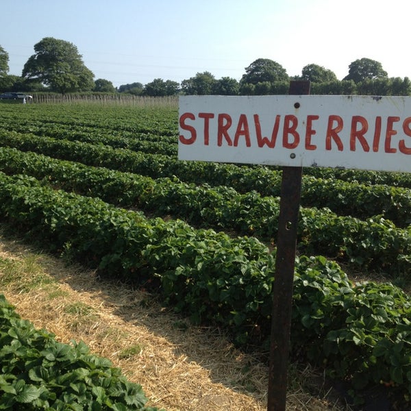 Cat And Fiddle Strawberry Fields Strawberry Picking