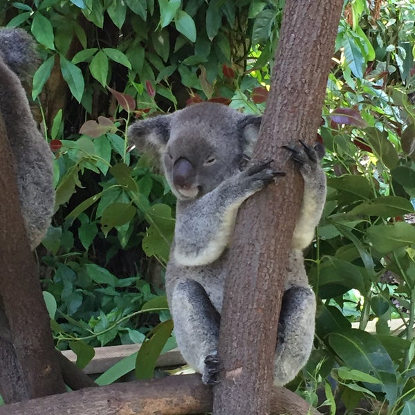 Photo taken at Kuranda Koala Gardens by Katie B. on 3/18/2015