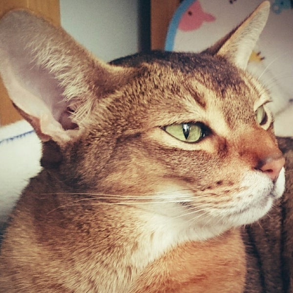猫カフェ ルディ 3 Dicas De 6 Clientes