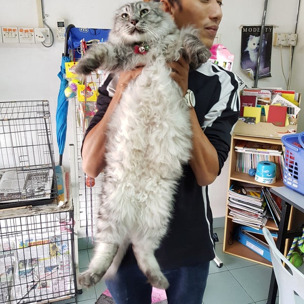 Klinik Haiwan Pertama 31 Visitors