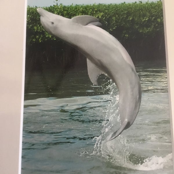 Снимок сделан в Dolphin Research Center пользователем ʝυℓια В. 7/27/2016