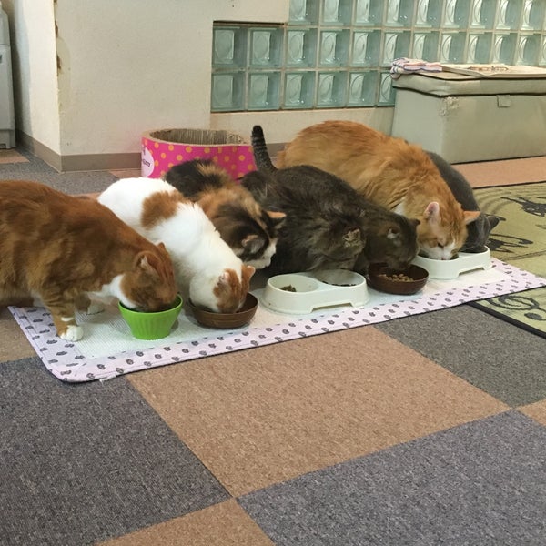 猫カフェ Ronron ロンロン 1 Tip 猫カフェ Ronron ロンロン 1 Tip