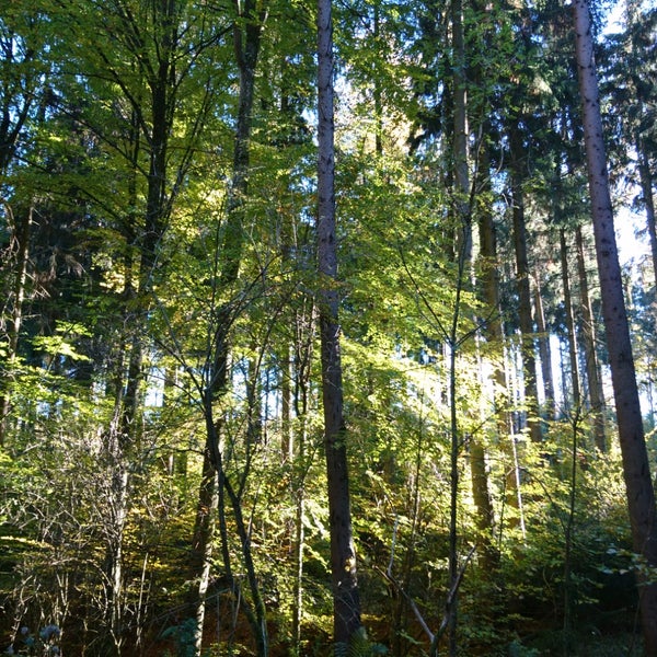 Gemischtrassiger Taetowierte Wald Oral