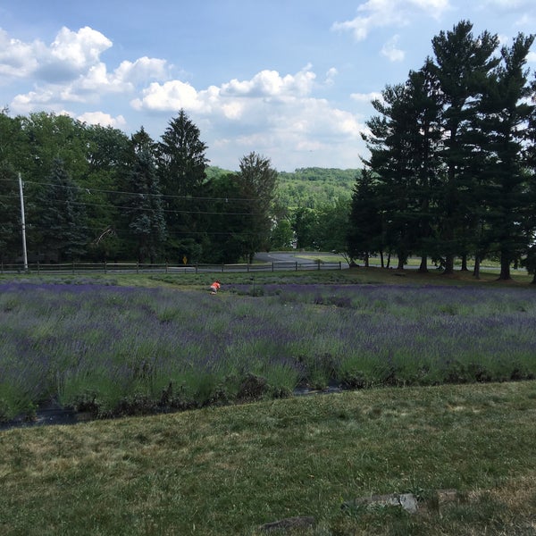 Peace Valley Lavender Farm 802 New Galena Rd