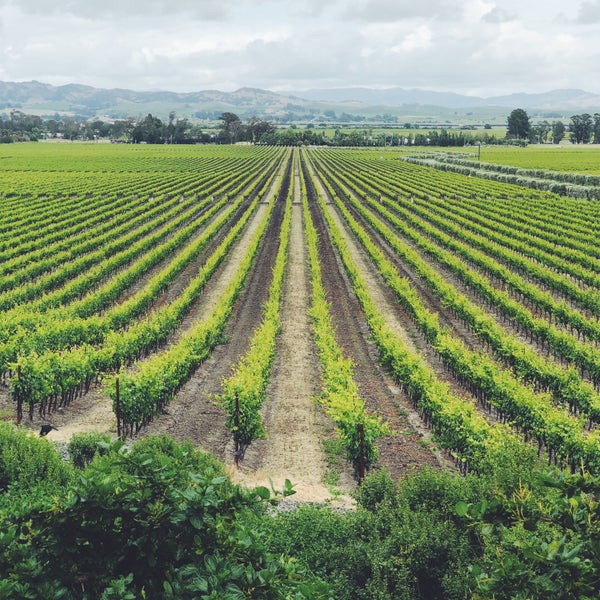 Foto diambil di Gloria Ferrer Caves &amp; Vineyards oleh Martin J. pada 6/1/2019