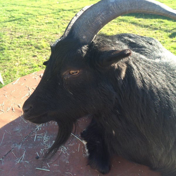 3/31/2016 tarihinde VMziyaretçi tarafından The Belmont Goats'de çekilen fotoğraf