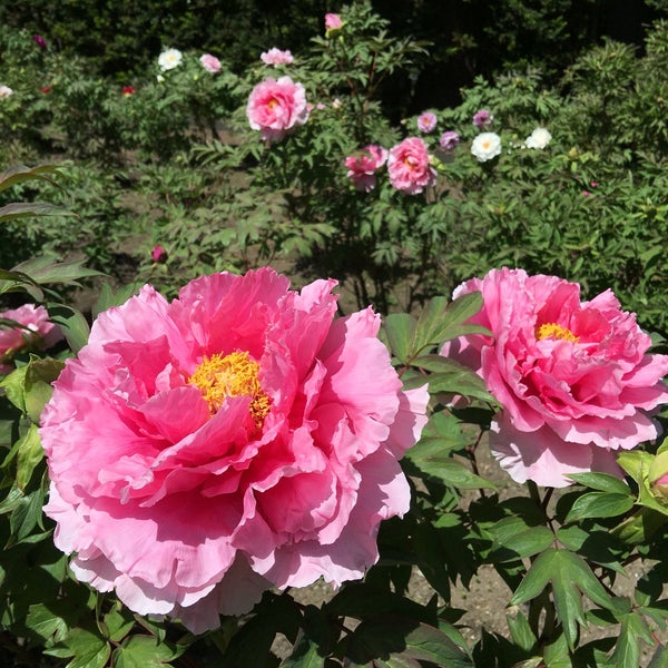 Photos At 長谷ぼたん園 南部町 青森県