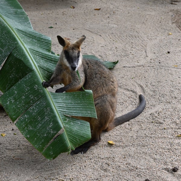 8/12/2022 tarihinde ゆたー ㅤ.ziyaretçi tarafından Kuranda Koala Gardens'de çekilen fotoğraf