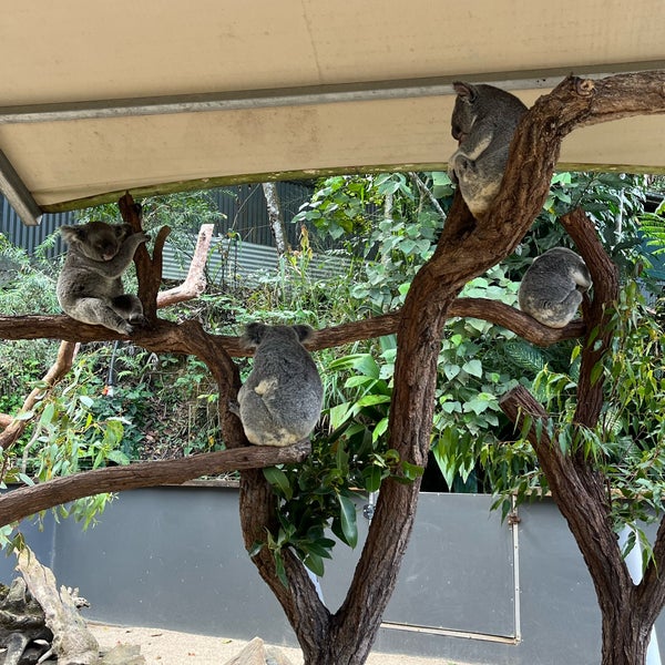 Photo taken at Kuranda Koala Gardens by ゆたー ㅤ. on 8/12/2022