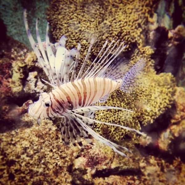 Foto tomada en Oceanarium, The Bournemouth Aquarium  por Danny K. el 1/25/2014
