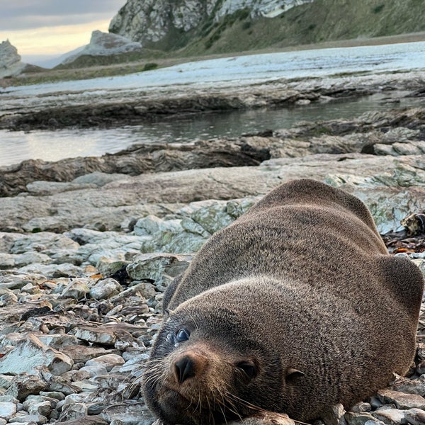 Seal Colony Beach in Kaikoura Peninsula
