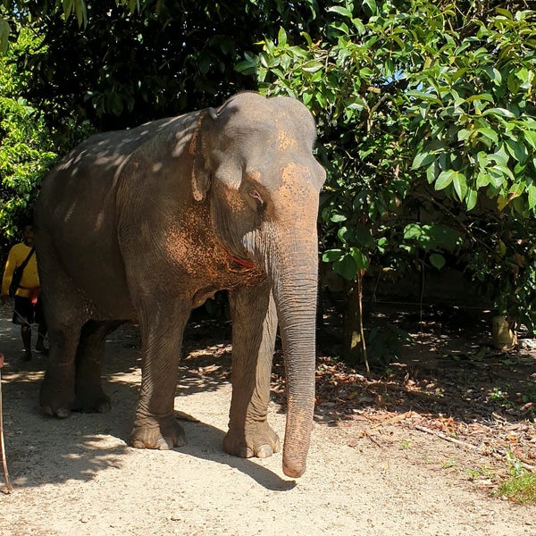 Discovery слоны. Парк слонов в Маньчжурии. Eco Elephant Park. Парк слонов в Сочи цена. Green elephant park