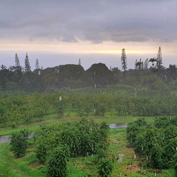 6/7/2022にAlberto M.がHeavenly Hawaiian Farmsで撮った写真