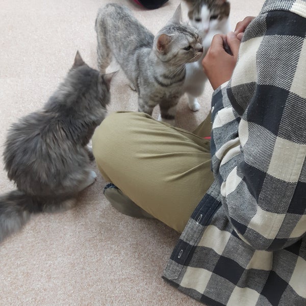 猫カフェ Nyanchi Cafe In 野々市市 猫カフェ Nyanchi Cafe In 野々市市