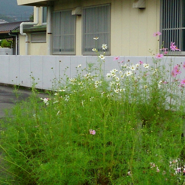 四国中央市立 土居中学校 四国中央市 愛媛県