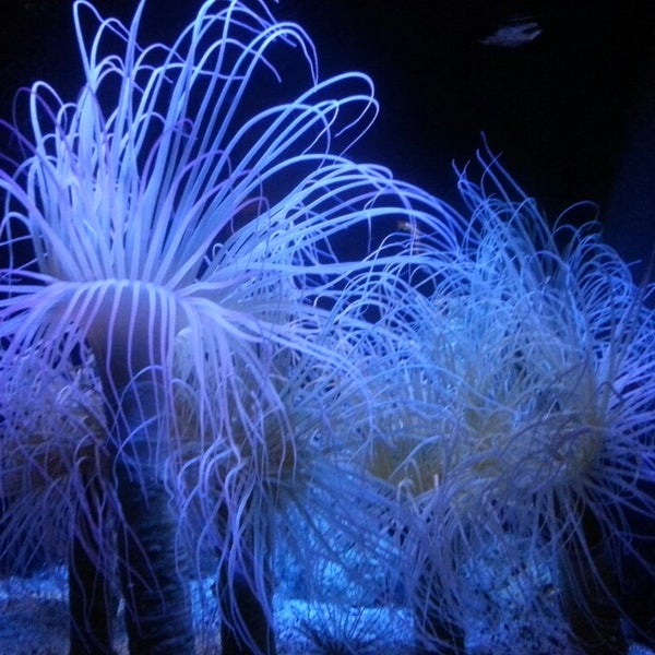 Foto tomada en Oklahoma Aquarium  por Maureen K. el 3/20/2013