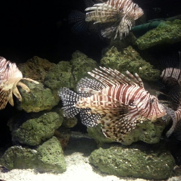 3/20/2013에 Maureen K.님이 Oklahoma Aquarium에서 찍은 사진