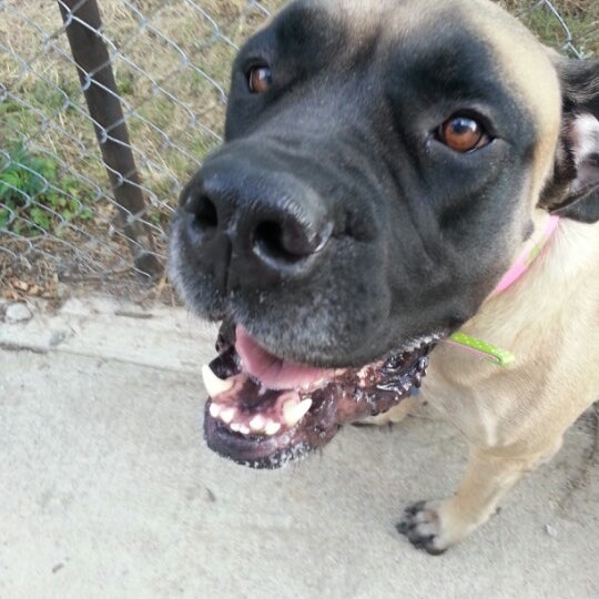 u lucky dog boarding