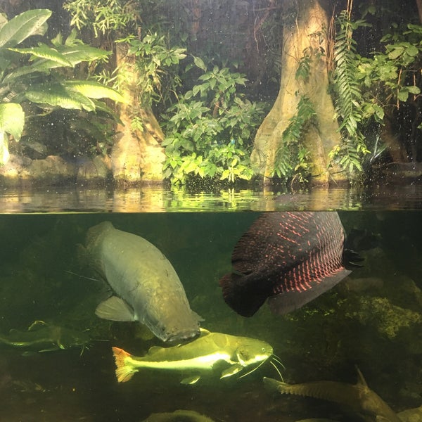 Снимок сделан в Aquarium Berlin пользователем Ekaterina P. 11/18/2019
