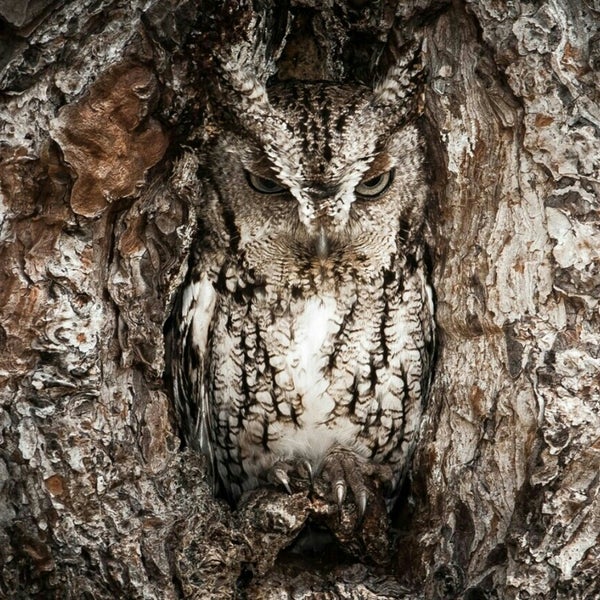 Photos At Sarang Burung Hantu Veterinarian