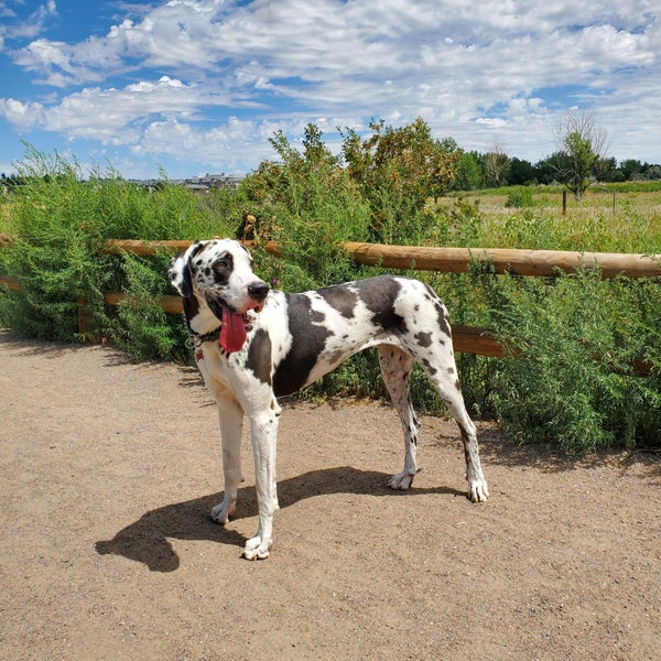 Cherry Creek Dog Park 10 tips