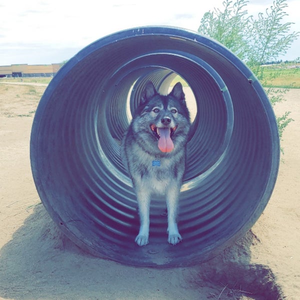 Cherry Creek Dog Park 10 tips