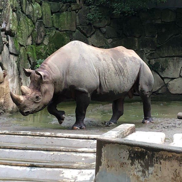 Photos At ヒガシクロサイ 上野公園9 83