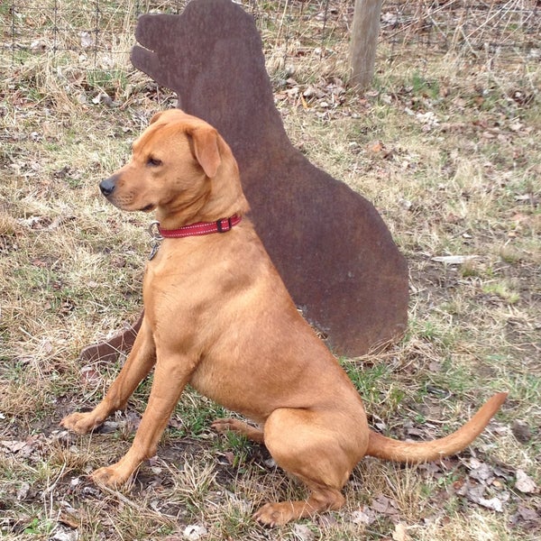 Shelburne Dog Park Shelburne, VT