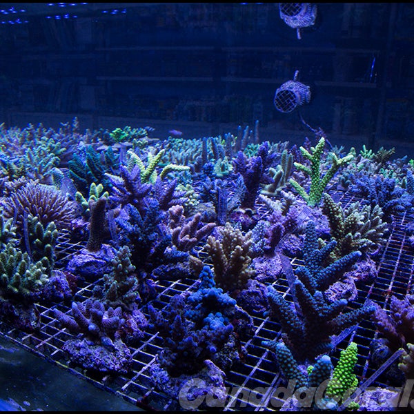 Canada Corals Fish Store Pet Supplies Store in Mississauga