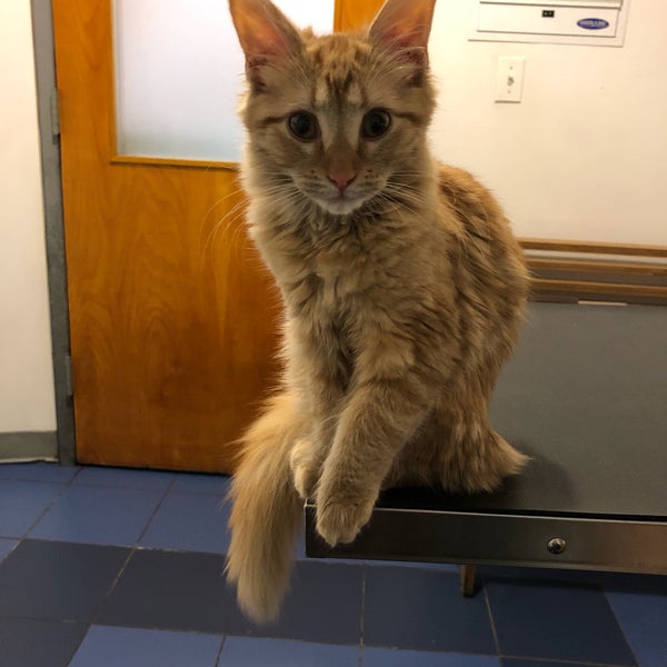 Das Foto wurde bei Hope Veterinary Clinic von John-Carlos L. am 3/15/2019 aufgenommen