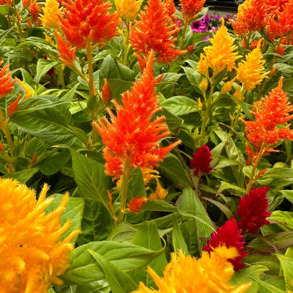 Lowe's Hardware Store in Port Orchard