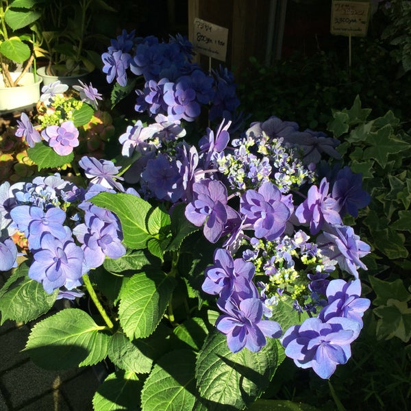 花楽堂 浅草橋1 34 7
