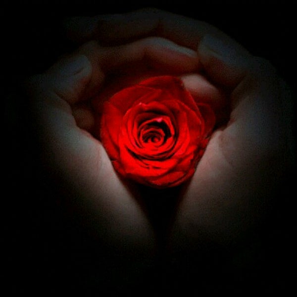 Половые розочки. Розы ночью. Цветы розы в руках ночью. Распускаются розы в твоих руках.