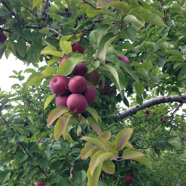 Apple Hill Farm 5 tips from 106 visitors