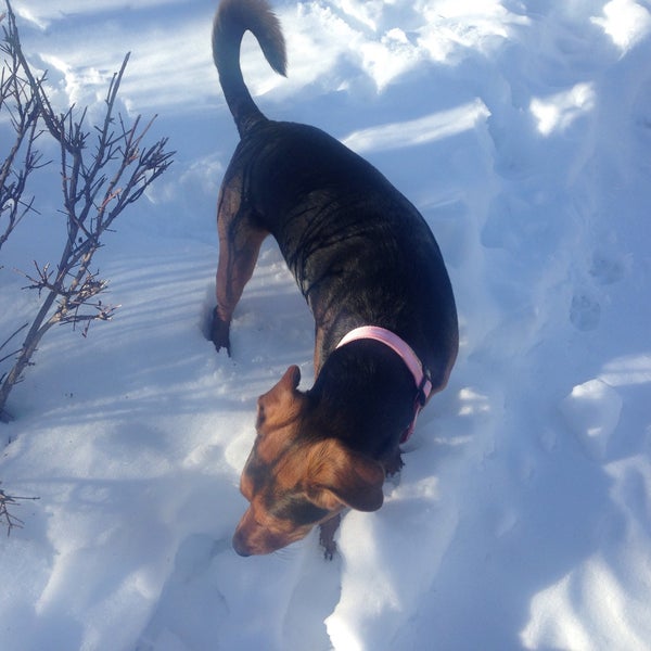 Photos at Vienna Dog Park Dog Park in Vienna