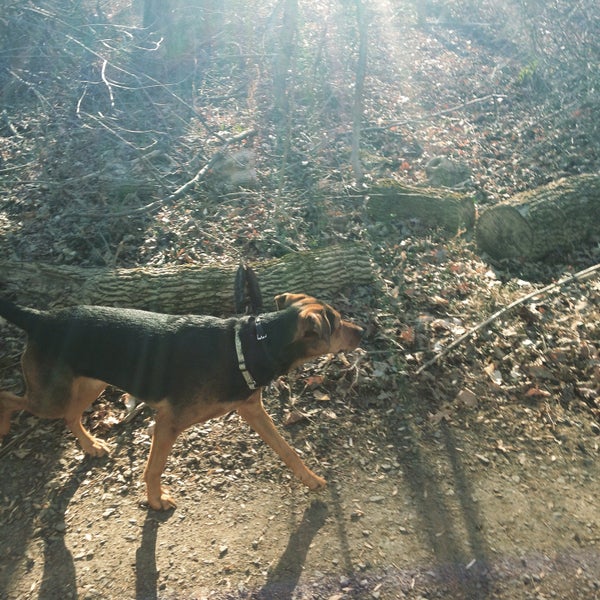 Photos at Vienna Dog Park Dog Park in Vienna