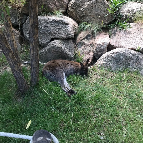 Снимок сделан в Cheyenne Mountain Zoo пользователем .pm 7/21/2019